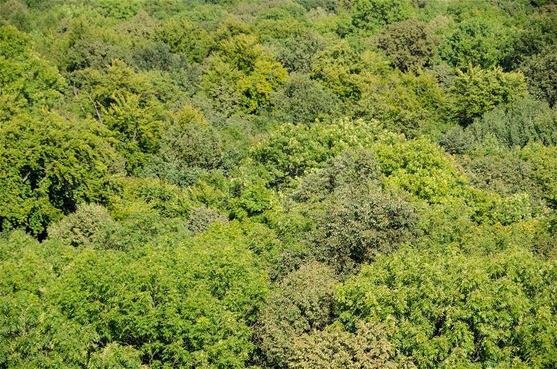 Deciduous beech forest canopy as seen from above in summer in Germany, stock photo