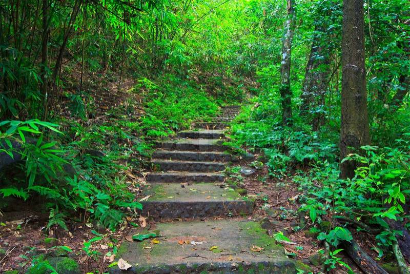 Tropical trail in dense rainforest self-guided trails thailand, stock photo