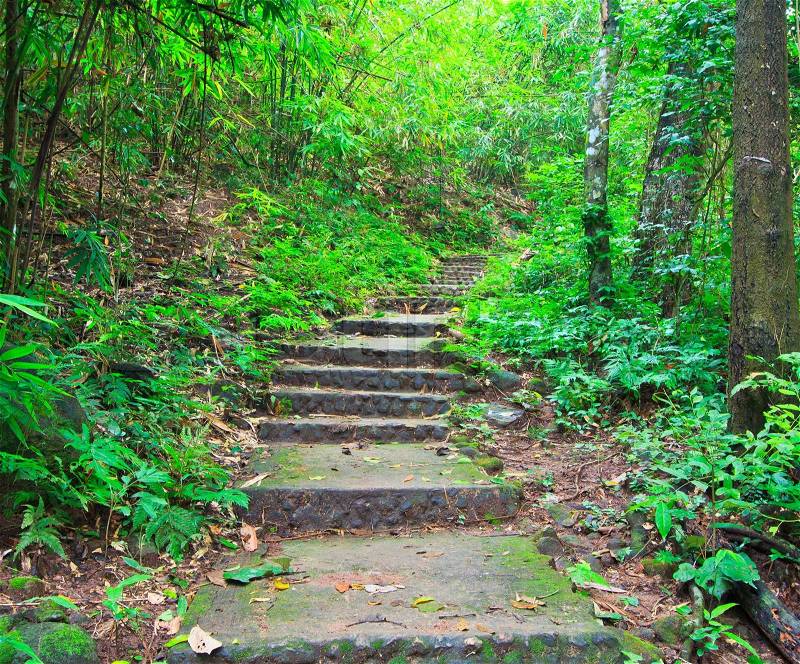 Tropical trail in dense rainforest self-guided trails thailand, stock photo