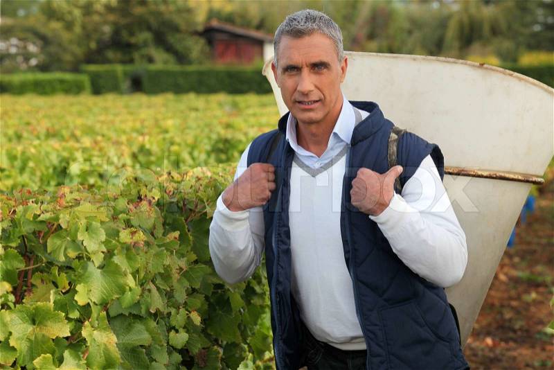 Mature grape-picker carrying hod on his back, stock photo