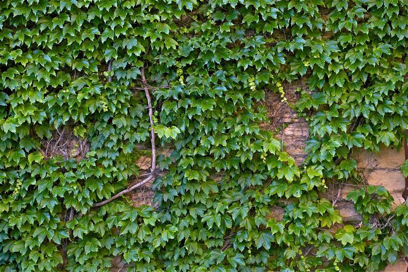 Ivy Wall. Ivy is an Evergreen Perennial Climbing or Trailing Woody Plant. Nature Photo Collection, stock photo