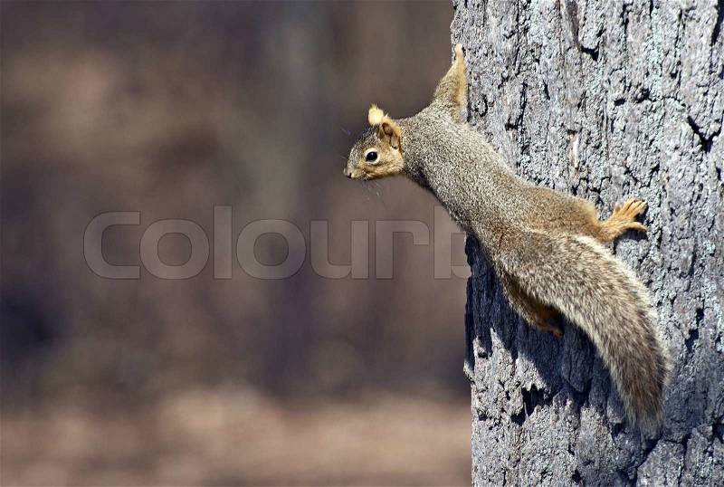 Tree Squirrel on the Tree. Sciurus is Well Known Genus of Tree Squirrels in North America. Wildlife Photography Collection, stock photo