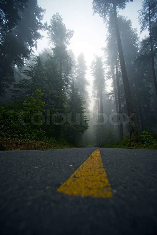 Foggy Forest Drive. Road Through Redwood Forest in Northern California, USA. Ground Level Photo. California Photo Collection, stock photo