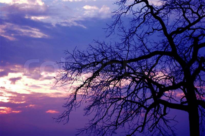 Creepy Tree and Pinky Sunset. Creepy Nature Photo Background, stock photo