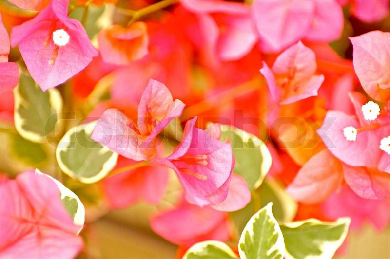 Pinky Plants -Flowers Horizontal Photography, stock photo