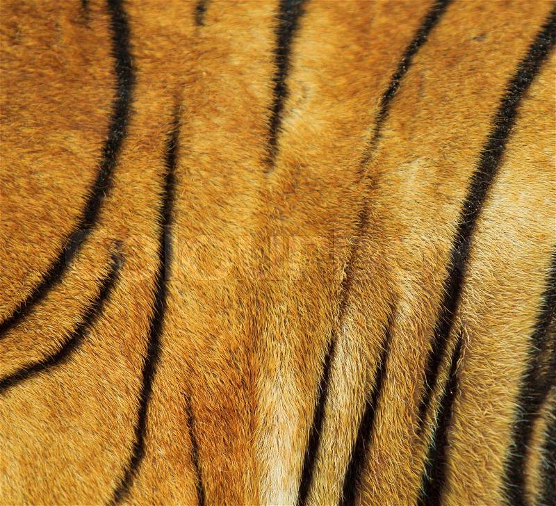 Beautiful tiger fur texture of real tiger skin and fur, stock photo