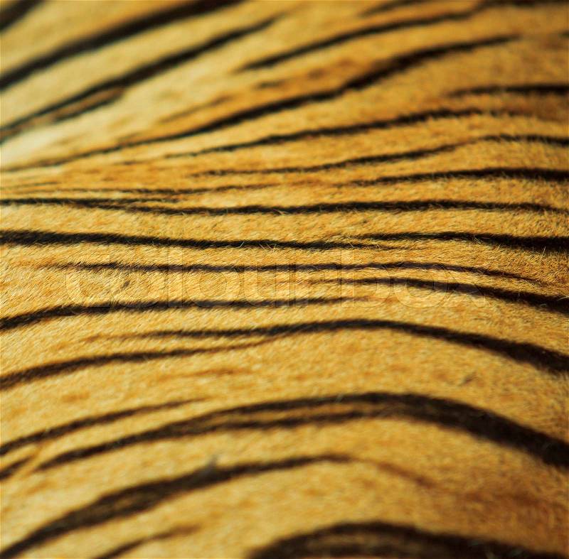 Beautiful tiger fur texture of real tiger skin and fur, stock photo
