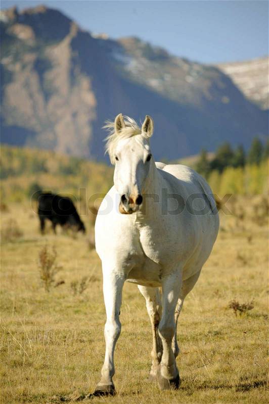 White Running Mustang. Colorado USA. Vertical Photo, stock photo