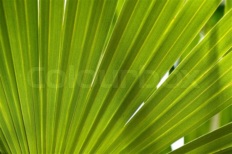 Jungle Background. Tropical Palm Leaf Organic Background Photo. Rain Forest Natural Background, stock photo