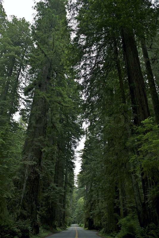 Redwood National Park, stock photo