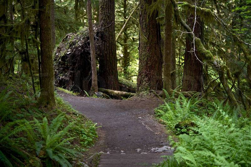 Forest Trail - Olympic National Forest Trail. Recreation Photography Collection, stock photo
