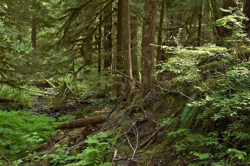 Olympic Forest Trail - Hiking Thru Olympic National Forest. Mossy Creek. Nature Photo Collection, stock photo