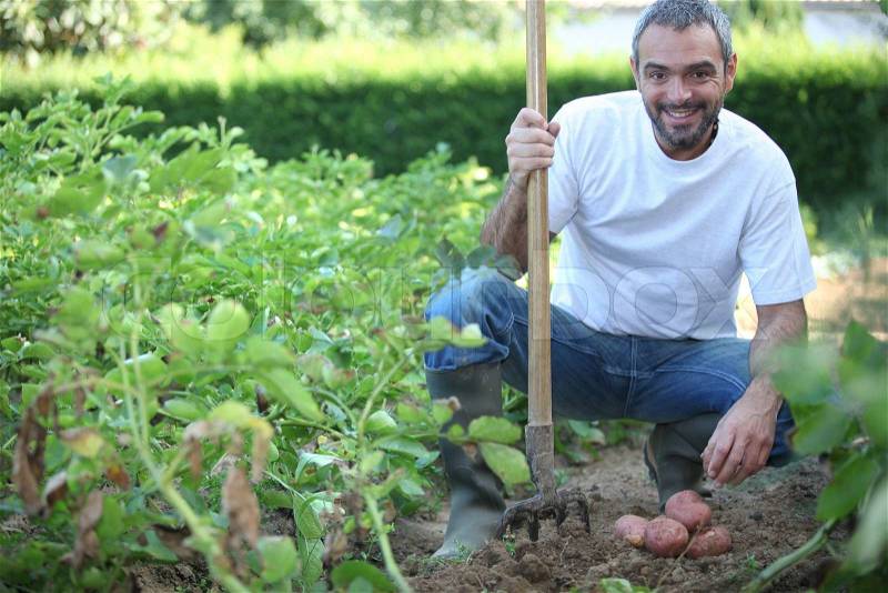 40 years old man harvesting potatoes with his fork, stock photo