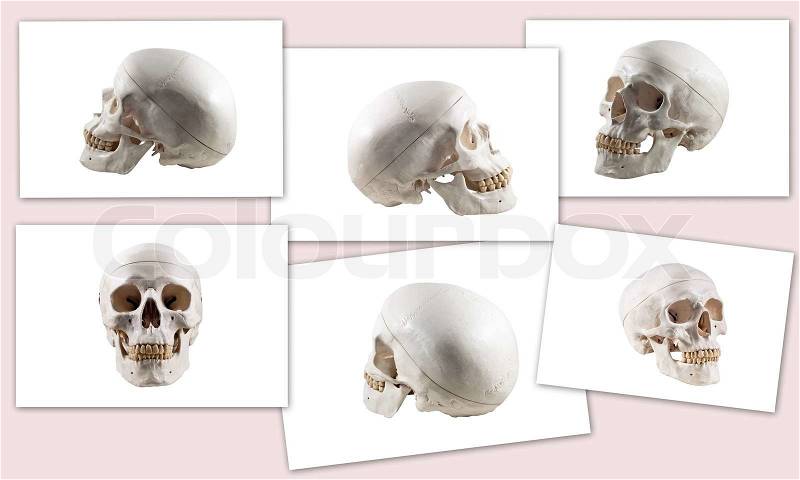 Collection of brain and skull isolated, stock photo