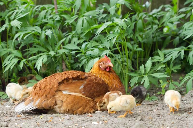 Hen and baby chickens, stock photo
