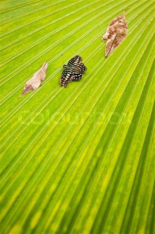 Black-green tropical butterfly on the green palm tree leaf, stock photo