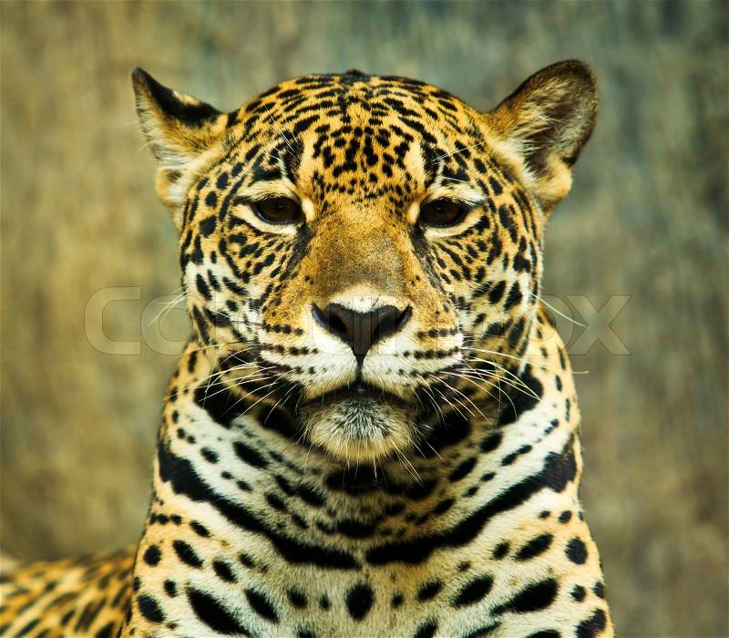 Jaguar and lived in Central America and South America, stock photo