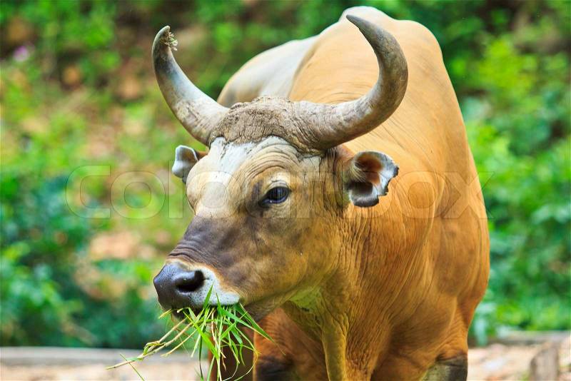 Banteng, red bull in rainforest of Thailand, stock photo