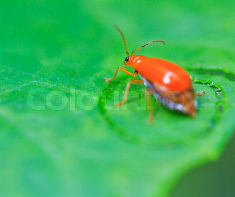 Beetles insects In tropical forests asia asian thailand, stock photo