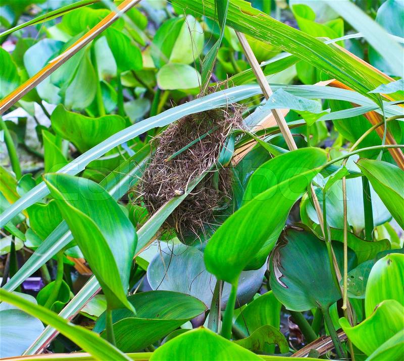 Bird\'s nest Common Tailorbird southeast asia and asian thailand, stock photo
