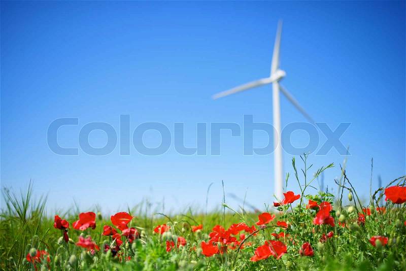 Windmill for renewable energy production and field of poppies, stock photo