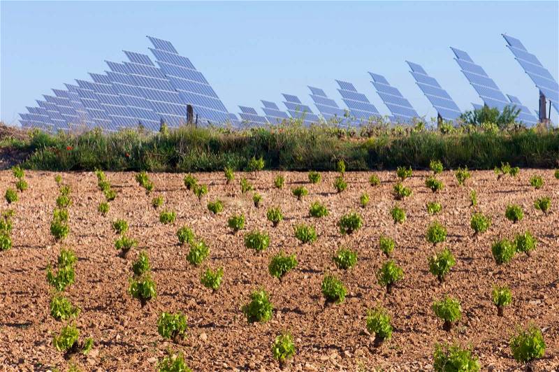 Field cultivation of grapes and solar field, stock photo