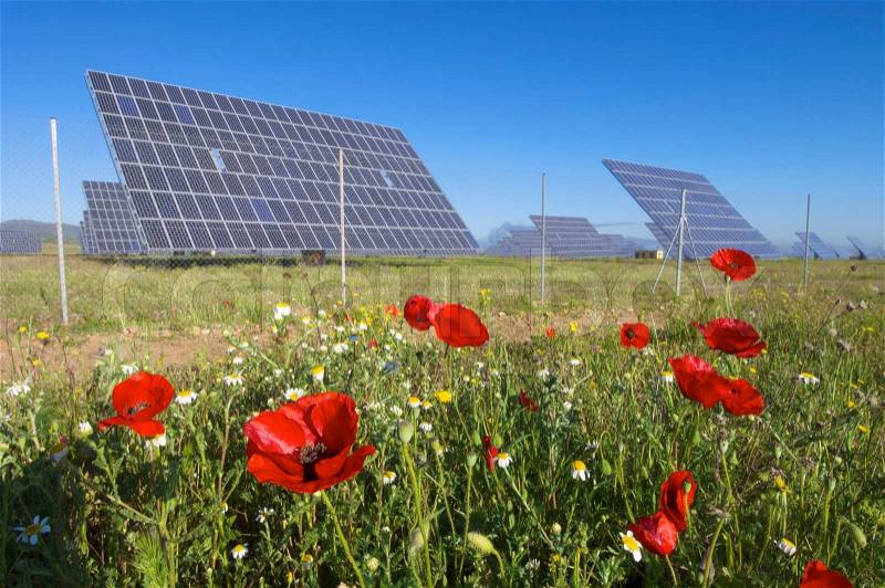 Solar field and red poppies, stock photo