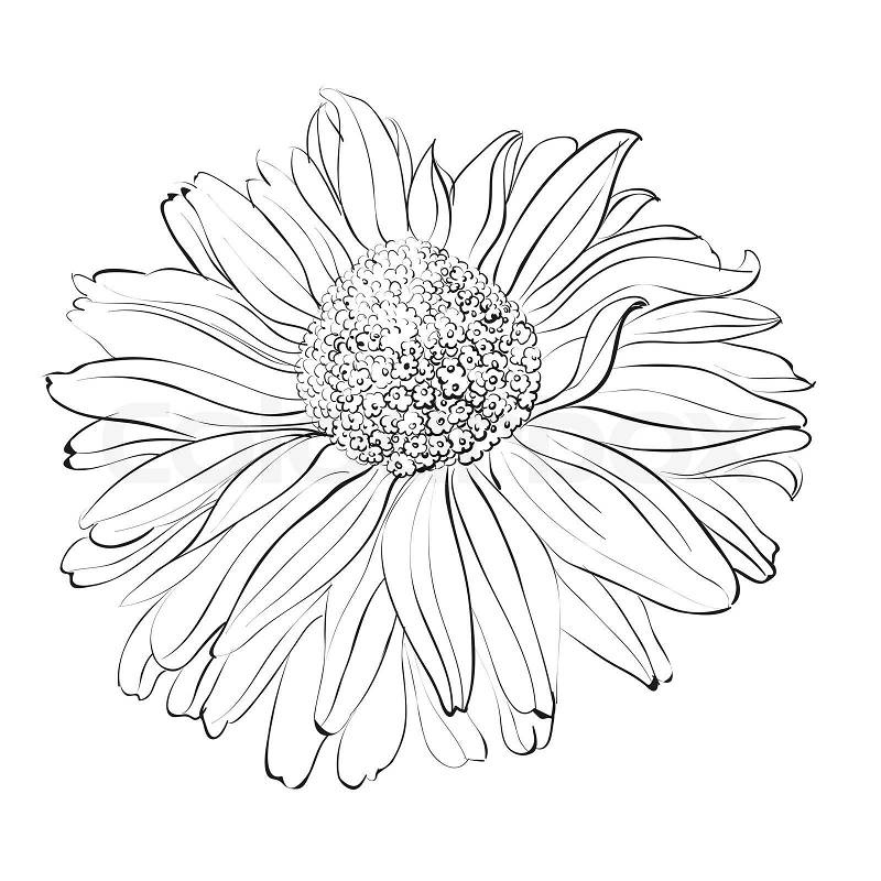 Chrysanthemum flower on white background. illustration, stock photo