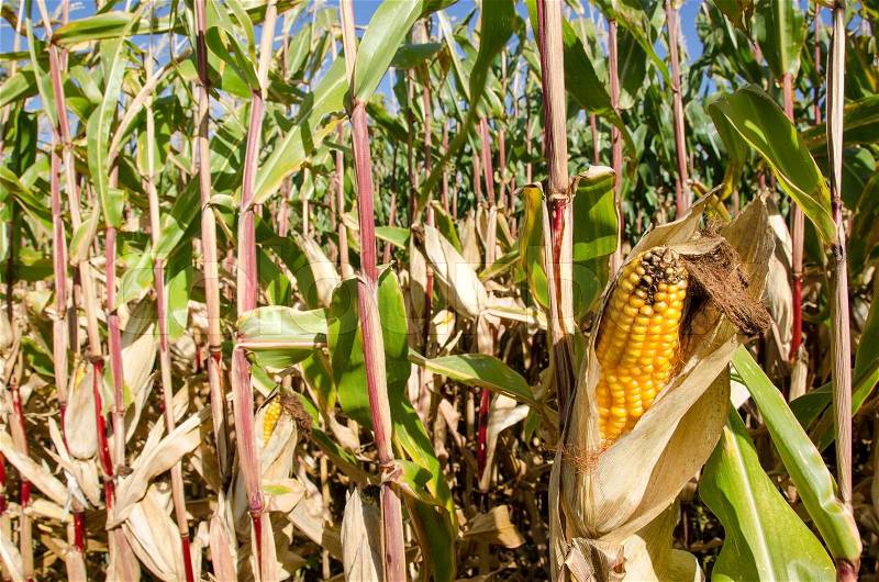 Ripe corn plant with corncob, Zea mays, stock photo