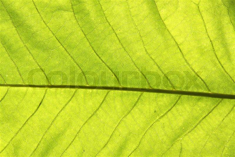 Leaf structure floral backgroung, stock photo