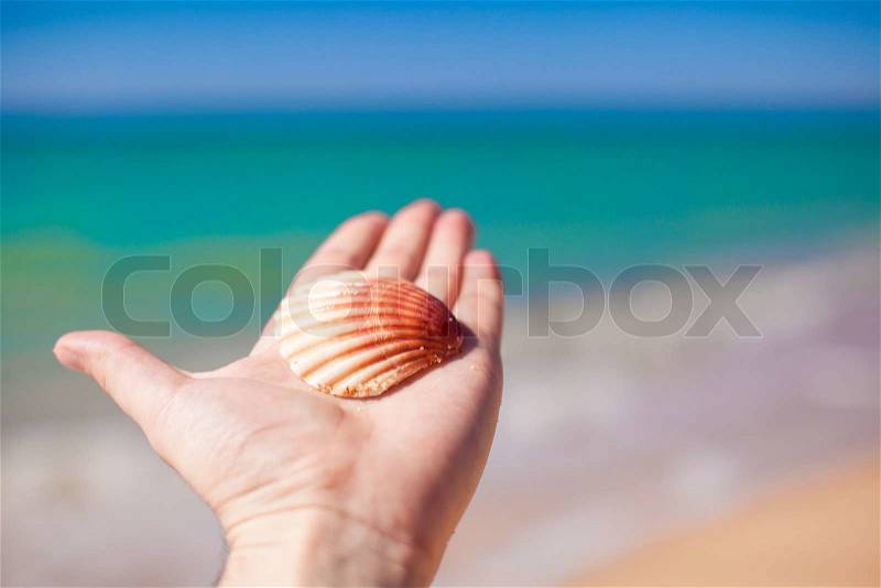 Cockleshell on hand background the sea, stock photo