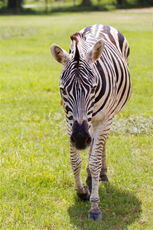 Zebra in Thailand national park, stock photo