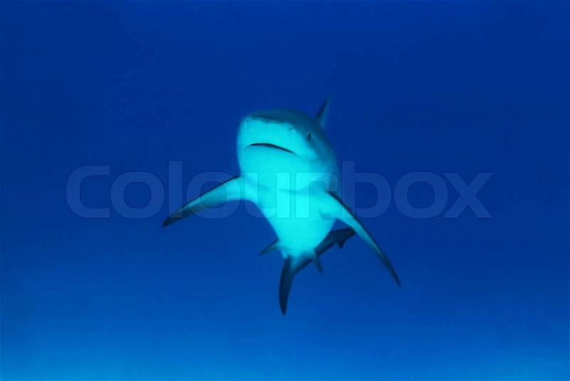 Bull Shark (Carcharhinus Leucas) Approaching, Playa del Carmen, Mexico, stock photo