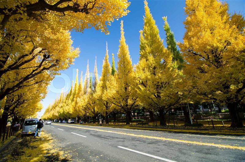 The Ginkgo Tree Avenue heading down to the Meiji Memorial Picture Gallery, Tokyo, Japan, stock photo