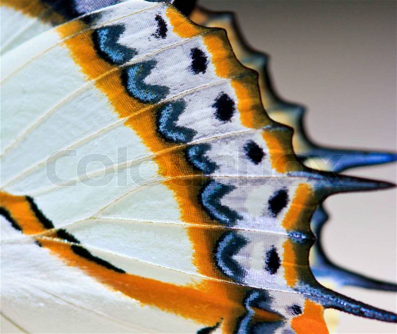 Butterfly macro butterfly wings background texture, stock photo