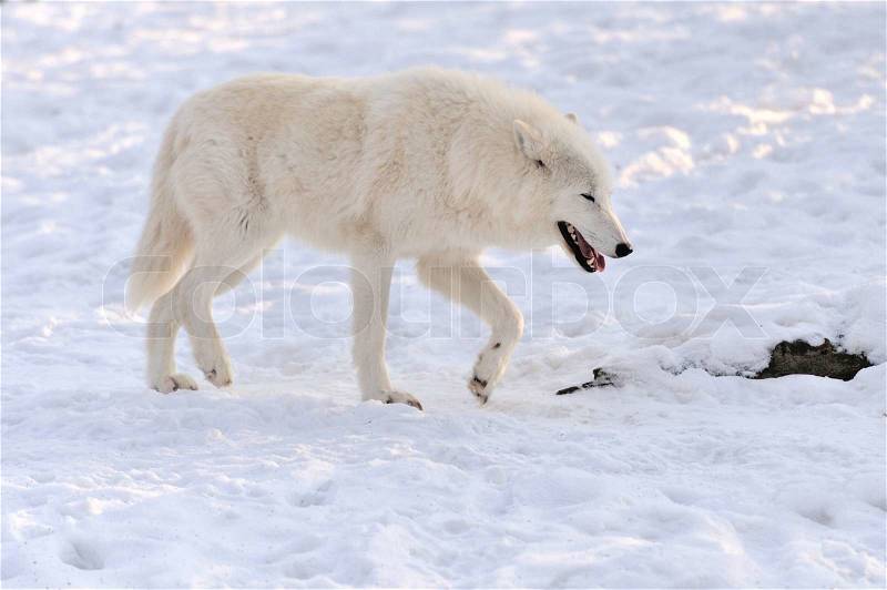 Beautiful wild white wolf in winter, stock photo