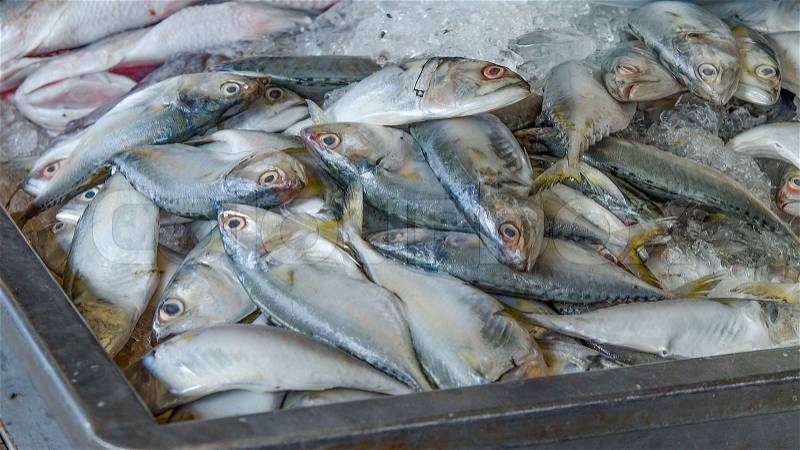Fresh mackerel fish on ice, stock photo