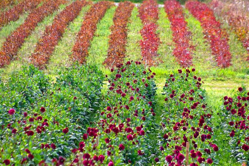 Dahlias field in Denmark, stock photo