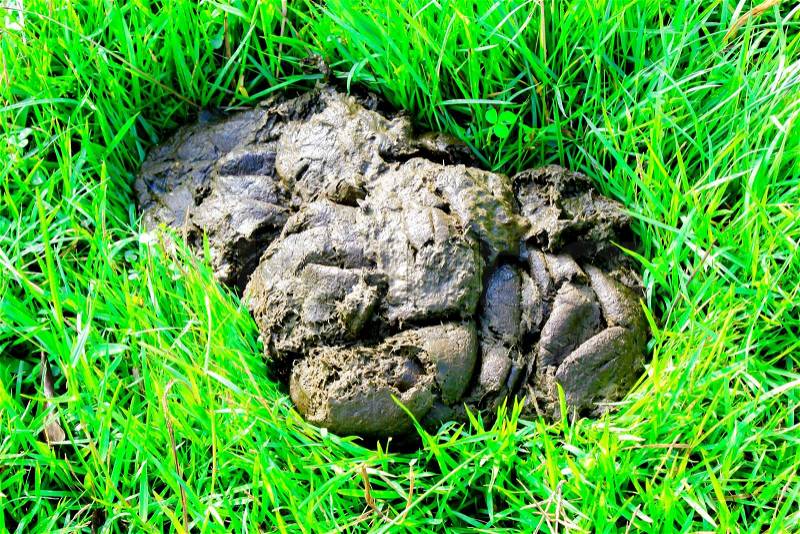 Cow dung and fly is dirty subject which yield manure organic fertilizer in asia, stock photo