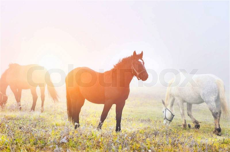 Horse runs gallop on the fog field , stock photo