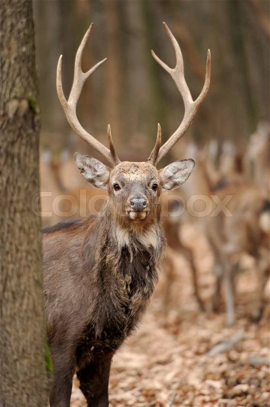 Beautiful Red Deer in forest, stock photo