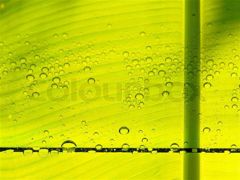 Bright green ecology background, stock photo