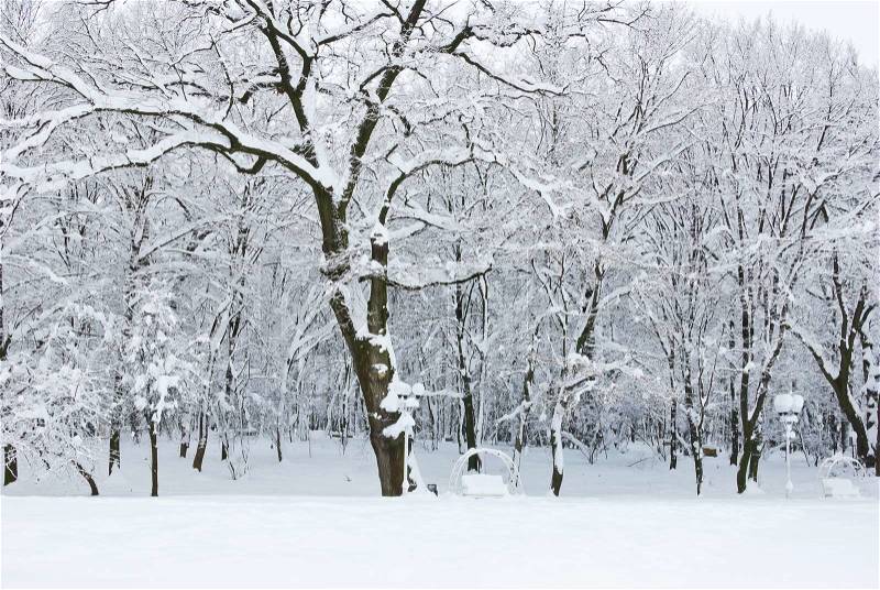 Winter trees covered with snow in the forest , stock photo