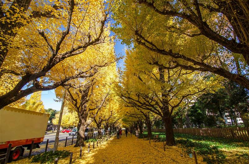 The Ginkgo Tree Avenue heading down to the Meiji Memorial Picture Gallery, Tokyo, Japan, stock photo