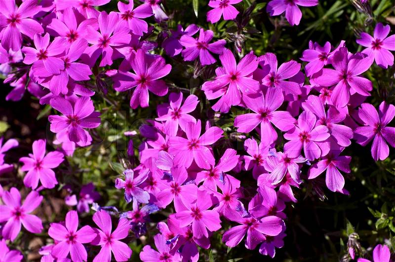Small Pink Spring Flowers Closeup Photo. Spring Garden, stock photo