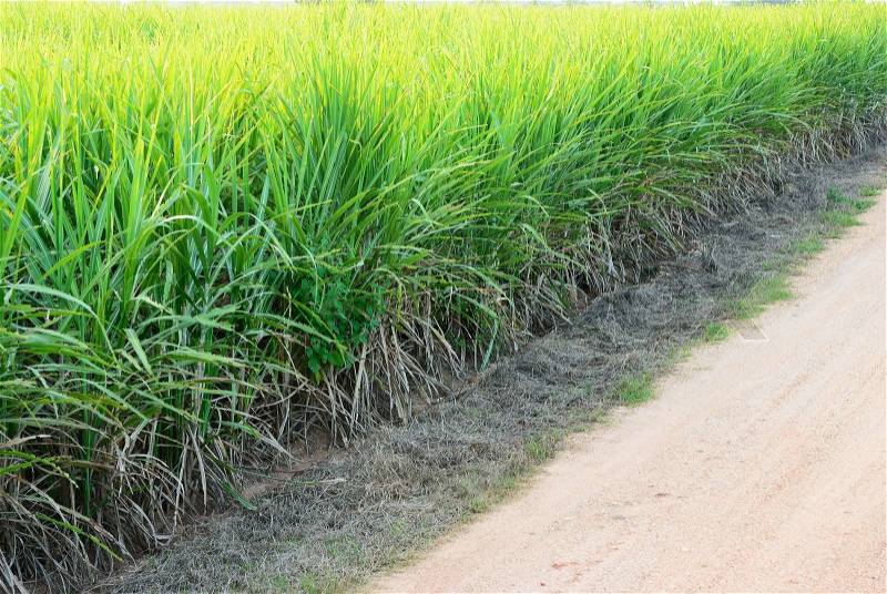 The bad quality of sugar cane field near the road, stock photo
