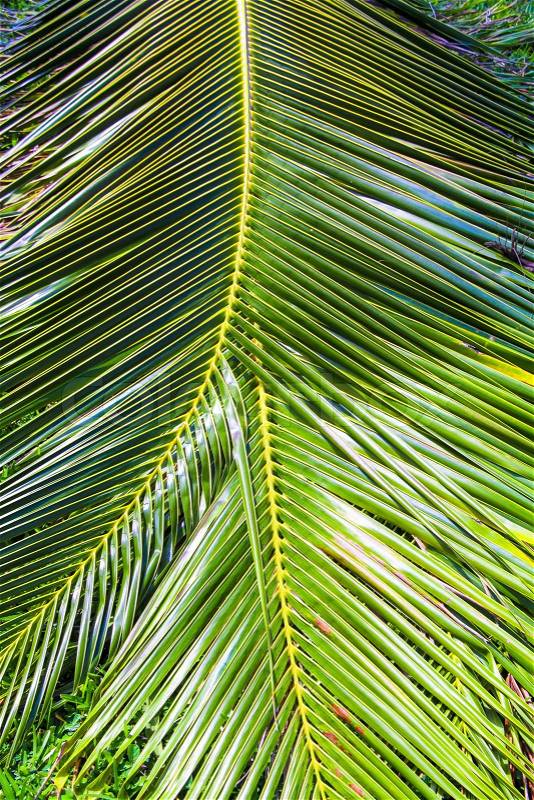 Close-up Large palm leaves, stock photo