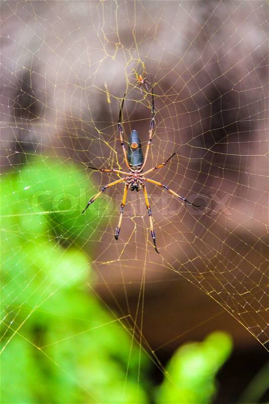 Big spider on his web closeup, stock photo