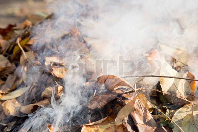 Smoke from burning leaves, stock photo