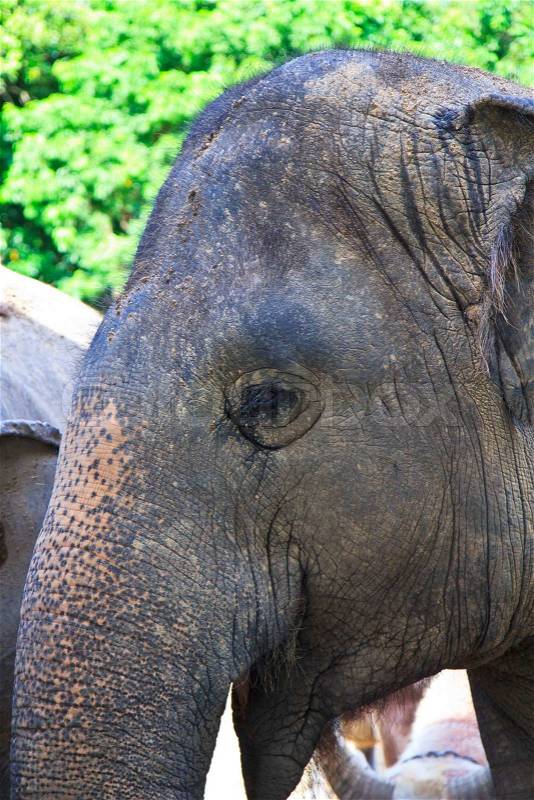 Asia elephant southeast Asia Thailand, stock photo